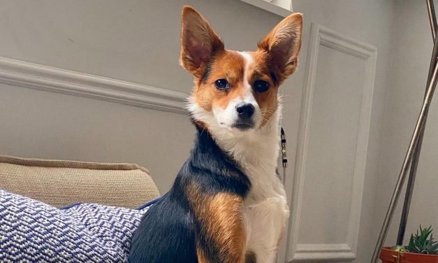 Meet: The Great Pets Behind Refinery29&rsquo;s Humans