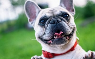 Get your dog an adorable hoodie and score free shipping from Petco