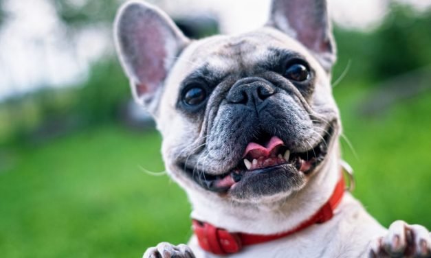 Get your dog an adorable hoodie and score free shipping from Petco
