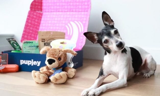 Best dog food delivery services: Pet Plate, Ollie, Chewy and more – CNET