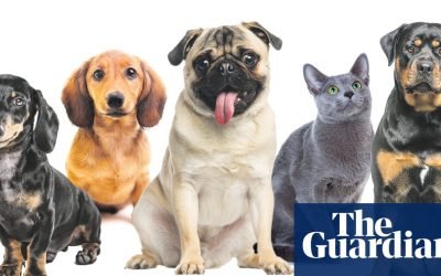 Love you to death: how we hurt the animals we cherish