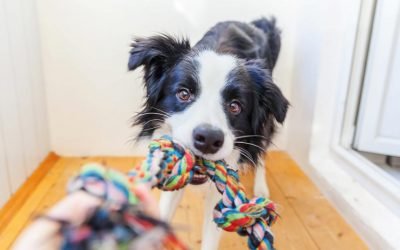 28 top-rated Amazon products your pets will love