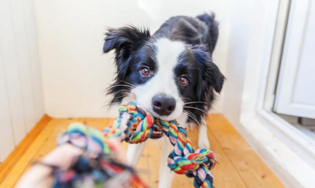 28 top-rated Amazon products your pets will love