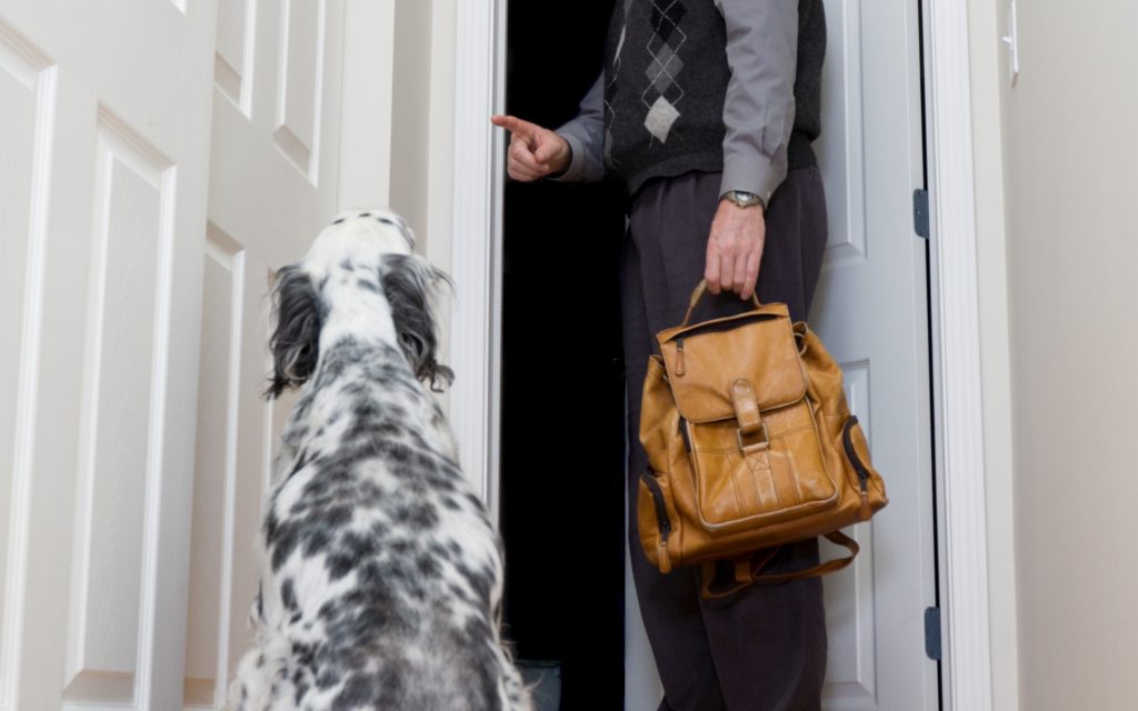 How to ease pets’ separation anxiety when owners leave home