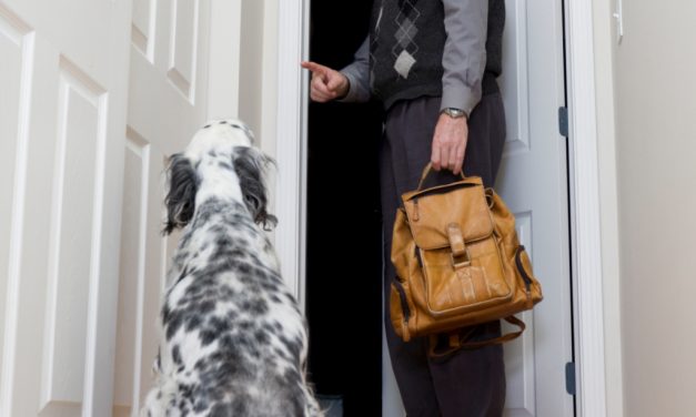 How to ease pets&rsquo; separation anxiety when owners leave home