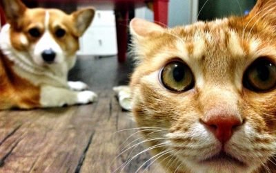 How Cats, Dogs And Birds See The World