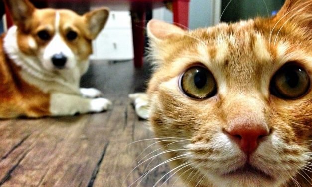 How Cats, Dogs And Birds See The World