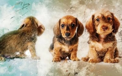 Are Pets Good for Mental Health? You Bet!