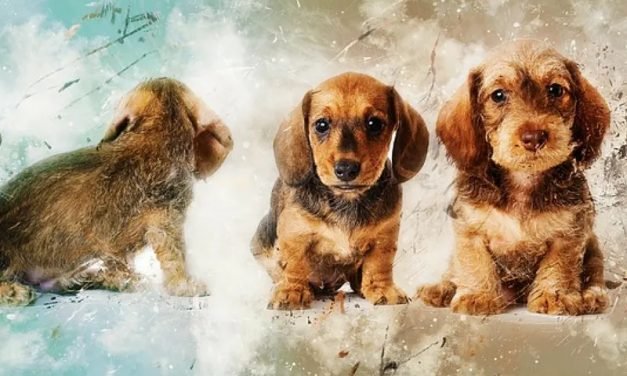 Are Pets Good for Mental Health? You Bet!