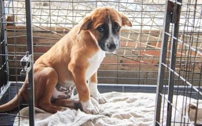 13 Things Shelter Dogs Wish You Knew