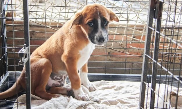13 Things Shelter Dogs Wish You Knew