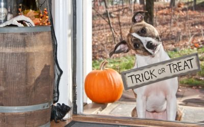 How to Keep Your Pets Safe on Halloween