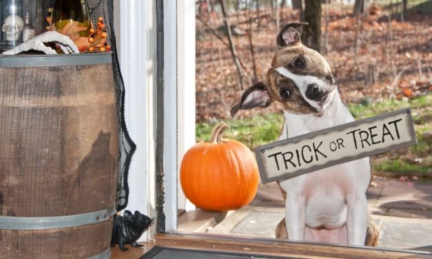 How to Keep Your Pets Safe on Halloween
