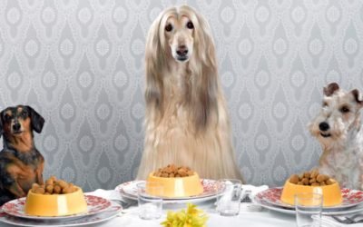 Upscale Pet Foods Proliferated in the Pandemic&mdash;Now They&rsquo;re Plunging Owners Into Debt