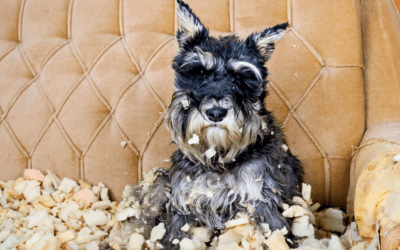 How to Keep Your Pets from Ruining Your Stuff
