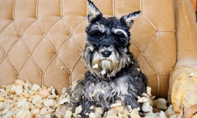 How to Keep Your Pets from Ruining Your Stuff