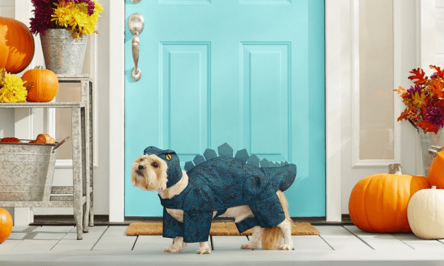 15 amazing pet Halloween costumes you need to buy