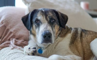 Your Afternoon Animal Fix &ndash; AdoPtville
