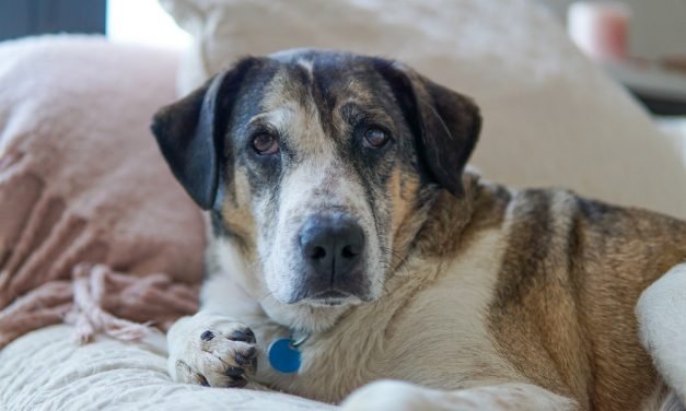 Your Afternoon Animal Fix &ndash; AdoPtville