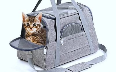 Here's The Best Pet Stuff We Found On Amazon With Great Prime Day Deals