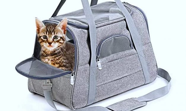 Here's The Best Pet Stuff We Found On Amazon With Great Prime Day Deals