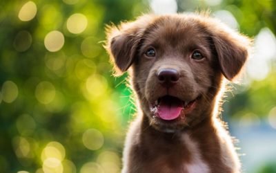 How to Take the Classy Portraits Your Pet Deservesd