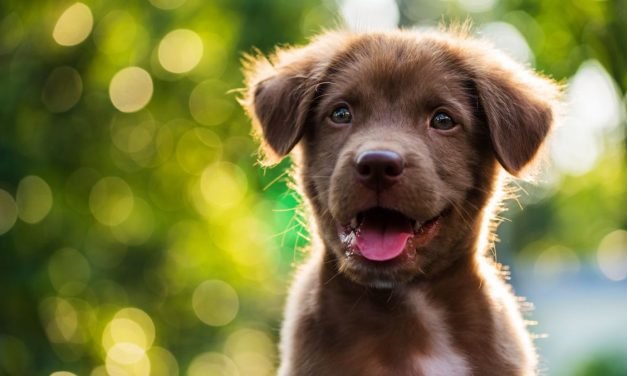 How to Take the Classy Portraits Your Pet Deservesd