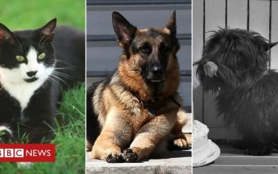 US election: Champ, Major and other White House pets