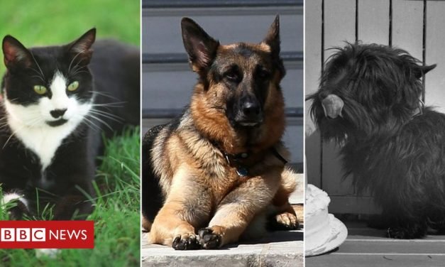US election: Champ, Major and other White House pets