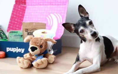 Pet Lovers May Find That A Pet Business Is Right For Them