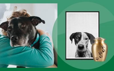 Pet remembrance and sympathy gifts: Chewy, Petco and Amazon