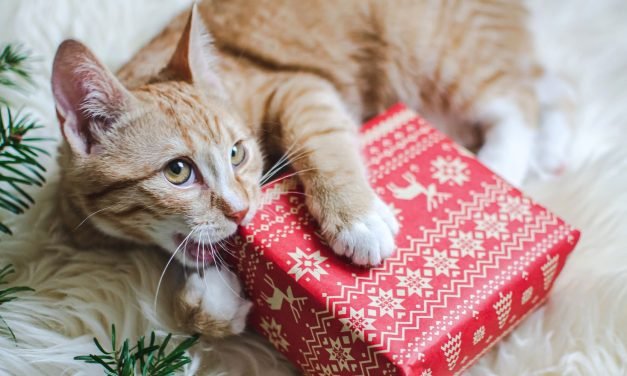 How To Prepare For Your First Christmas With A New Pet