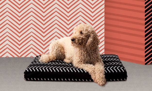 These 13 pet gifts will delight the dog and cat lovers in your life&mdash;or your own furry friend.