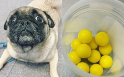 'To my shock he'd eaten 11': Hungry pug takes on Hungry Hungry Hippos