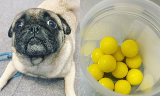 'To my shock he'd eaten 11': Hungry pug takes on Hungry Hungry Hippos