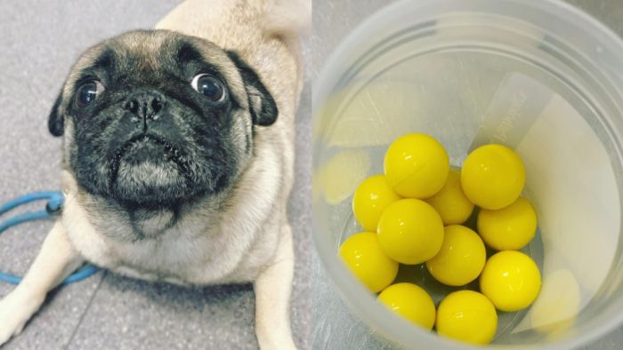 'To my shock he'd eaten 11': Hungry pug takes on Hungry Hungry Hippos