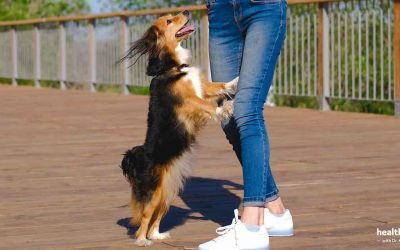 The Wrong Way to Train Your Dog Not to Jump Up on People