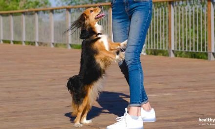 The Wrong Way to Train Your Dog Not to Jump Up on People