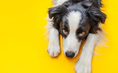 Dogs Evolved A Special Muscle That Lets Them Give &ldquo;Puppy Dog Eyes&rdquo;