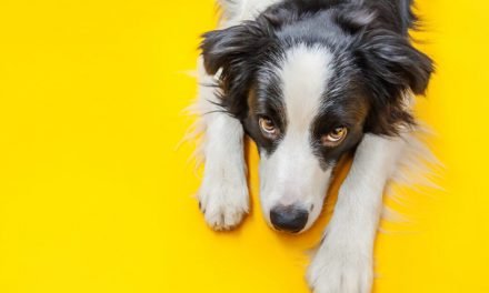 Dogs Evolved A Special Muscle That Lets Them Give “Puppy Dog Eyes”