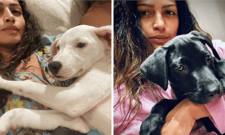Matthew McConaughey and Camila Alves Adopt Two Puppies In One Week