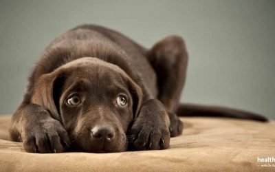 Is Your Dog Suffering From Anxiety?