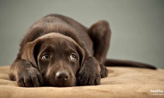 Is Your Dog Suffering From Anxiety?