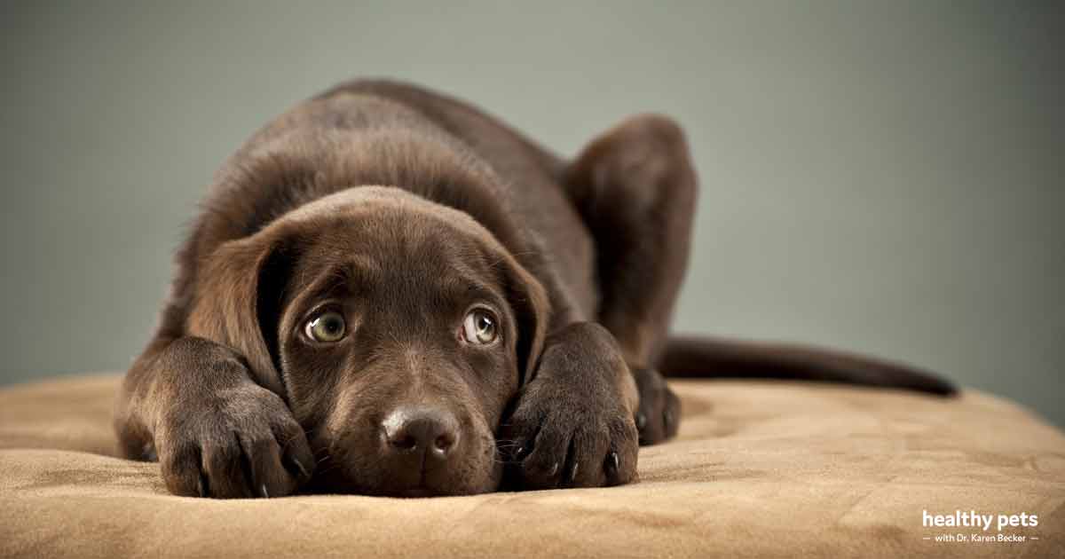 Is Your Dog Suffering From Anxiety?