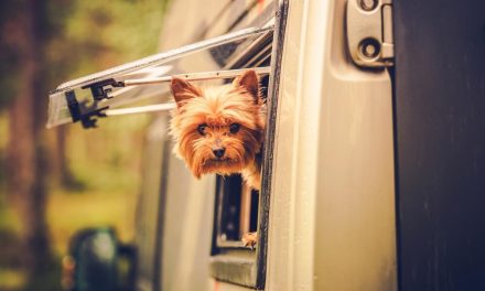 5 Best RVs for Traveling With Pets