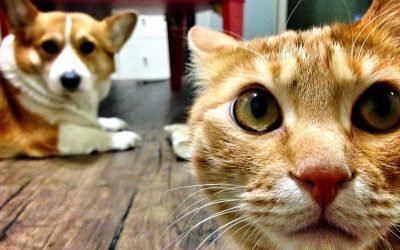 How Cats, Dogs And Birds See The World