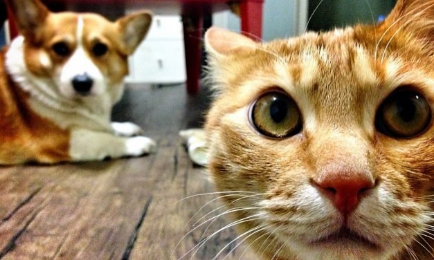 How Cats, Dogs And Birds See The World