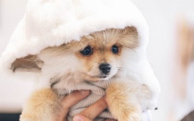 I&rsquo;m Getting a New Dog and I&rsquo;m Terrified