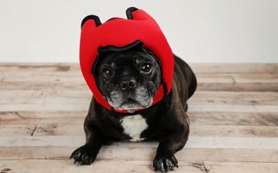 Gifts Cat and Dog Lovers Will Really Want This Year