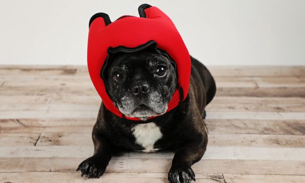 Gifts Cat and Dog Lovers Will Really Want This Year